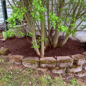 Flower Bed Weeding by The Right Cut reviewed on May 5, 2026