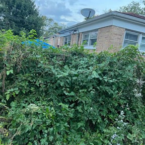 Bush Trimming by soul paseo company reviewed on August 15, 2025