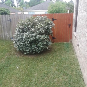 Bush Trimming by Milos lawncare and landscaping reviewed on August 21, 2025