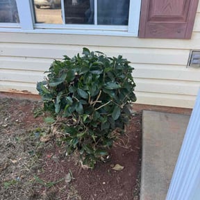 Bush Trimming by KBK &amp; ASSOCIATES LLC reviewed on October 18, 2025