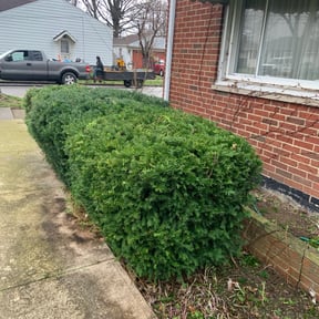 Bush Trimming by Sedlak  Landscaping  reviewed on August 18, 2025