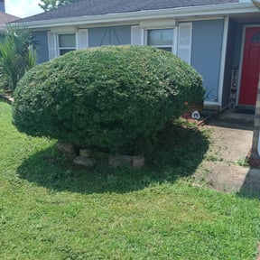 Bush Trimming by Davis Designs LLC/ Lawn Care Division reviewed on August 21, 2025
