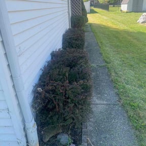 Bush Trimming by Lone Star Mow Co reviewed on November 6, 2025