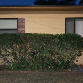 Bush Trimming by At Your Command reviewed on August 21, 2025