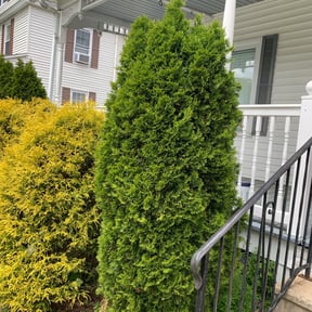 Bush Trimming by DPGLandscaping.com reviewed on August 20, 2025
