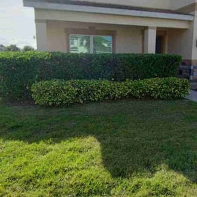 Bush Trimming by NATIONALYARDWORK.COM reviewed on August 17, 2025