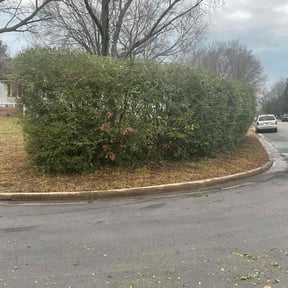 Bush Trimming by NEW CREATION LAWN PROFESSIONALS reviewed on December 9, 2025