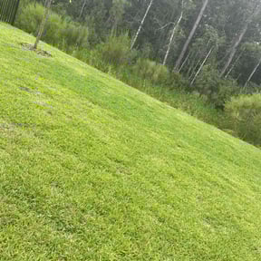 grass cutting by Michelangelo's reviewed on May 7, 2024