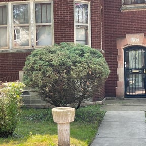 Bush Trimming by Lamarcus Lawncare Maintenance reviewed on August 19, 2025
