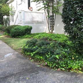 Bush Trimming by Y.A.Y Landscaping reviewed on October 21, 2025