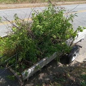 Bush Trimming by :) B.and.B :) reviewed on August 15, 2025
