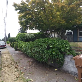 Bush Trimming by OC Lawn Care Services reviewed on August 18, 2025