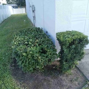 Bush Trimming by Scott Bensing Lawn Care reviewed on August 18, 2025