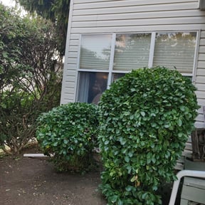 Bush Trimming by Marvin's Services LLC reviewed on August 16, 2025
