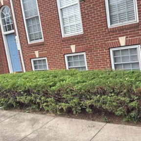 Bush Trimming by Lawn Care Solutions  reviewed on October 22, 2025