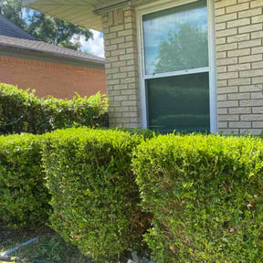 Bush Trimming by Shepherd's Outdoor Service LLC reviewed on July 14, 2026
