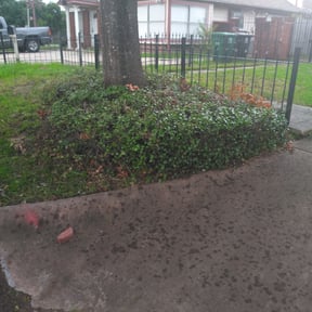 Bush Trimming by Lilly’s mowing services reviewed on August 21, 2025