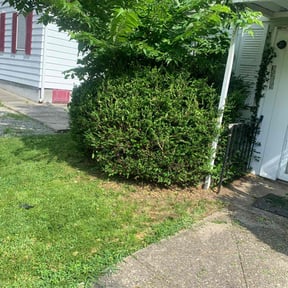 Bush Trimming by Ultimate Landscape Contractor reviewed on August 16, 2025