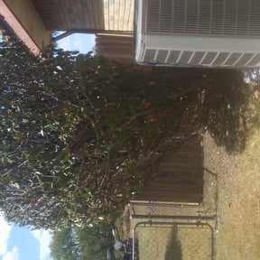Bush Trimming by Toko Lawn Services reviewed on August 18, 2025