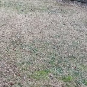 Leaf Removal by Lavish Lawn Care LLC reviewed on September 21, 2025