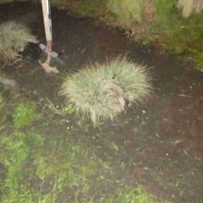 Flower Bed Weeding by BJ's &amp; Family Lawncare reviewed on April 2, 2026