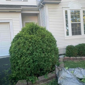 Bush Trimming by Integrity Lawn Care reviewed on August 16, 2025