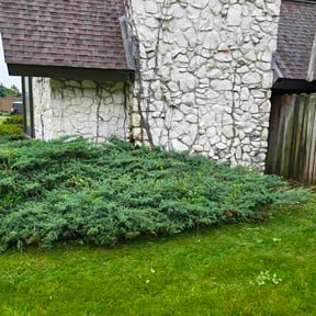 Flower Bed Weeding by D &amp; M Lawn Service reviewed on June 22, 2026