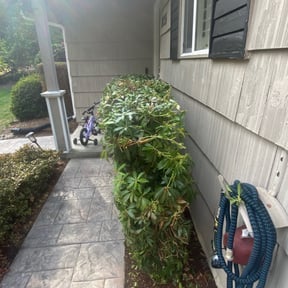Bush Trimming by MVP Services and Lawn care6 reviewed on August 20, 2025
