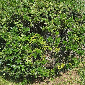 Bush Trimming by Dxd lawn care reviewed on August 20, 2025