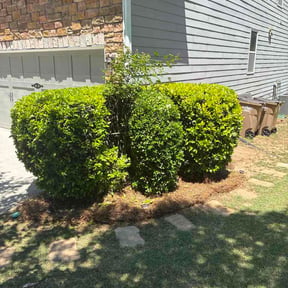 Bush Trimming by Great Works Enterprises LLC reviewed on May 19, 2026
