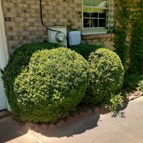 Bush Trimming by Orpez Handy Man reviewed on August 17, 2025