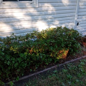 Bush Trimming by Creative Image Productions reviewed on August 19, 2025