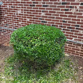 Bush Trimming by MAC'S HANDYMAN AND LAWN SERVICES reviewed on August 19, 2025