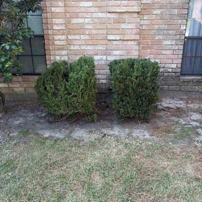 Bush Trimming by Mr. Mows It All reviewed on August 27, 2026
