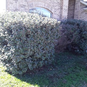 Bush Trimming by Westveld Mowing reviewed on August 19, 2025