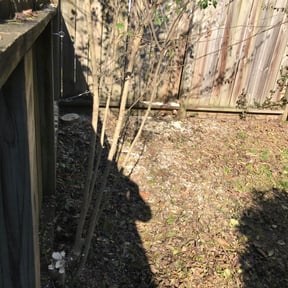 Bush Trimming by New World Lawn Care LLC reviewed on August 17, 2025