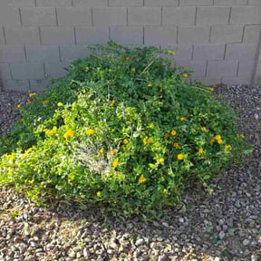 Bush Trimming by Proper Cut Landscapes LLC reviewed on November 5, 2025