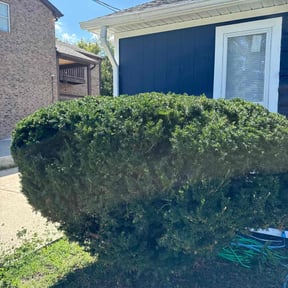 Bush Trimming by MPV Landscaping reviewed on November 9, 2025