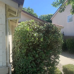 Bush Trimming by Lawn Barber Mowing reviewed on August 18, 2025