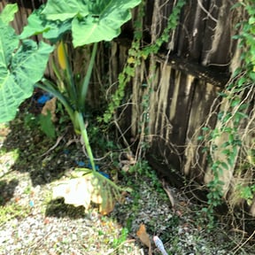 Flower Bed Weeding by Marvelous Carmichael Landscape reviewed on August 15, 2025
