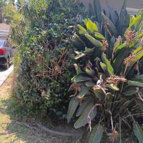 Bush Trimming by Fall creek lawn care reviewed on October 19, 2025