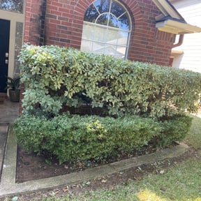 Bush Trimming by Gonzalez Landscaping reviewed on August 17, 2025