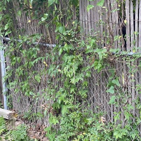 Bush Trimming by Felton Roberson landscaping reviewed on August 19, 2025