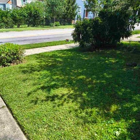 Bush Trimming by Urban Development Services reviewed on August 24, 2026