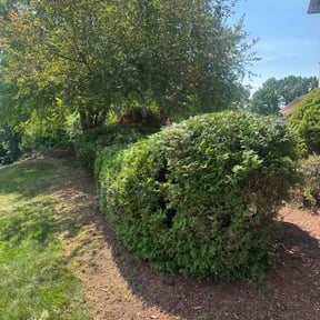 Bush Trimming by A-Z Land Care reviewed on July 11, 2026