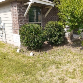 Bush Trimming by Same reviewed on August 20, 2025