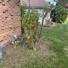 Bush Trimming by Cummings and Cummings Lawn Care reviewed on August 21, 2025