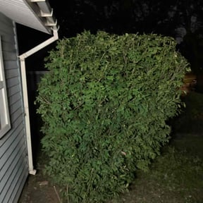 Bush Trimming by J.T.L property services reviewed on December 4, 2025
