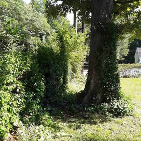 Bush Trimming by H.I.S Landscaping and more  reviewed on July 14, 2026