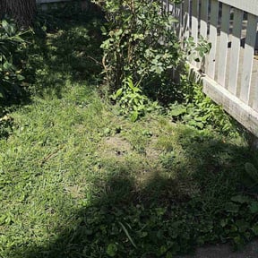 Bush Trimming by Williams gardening reviewed on August 18, 2025